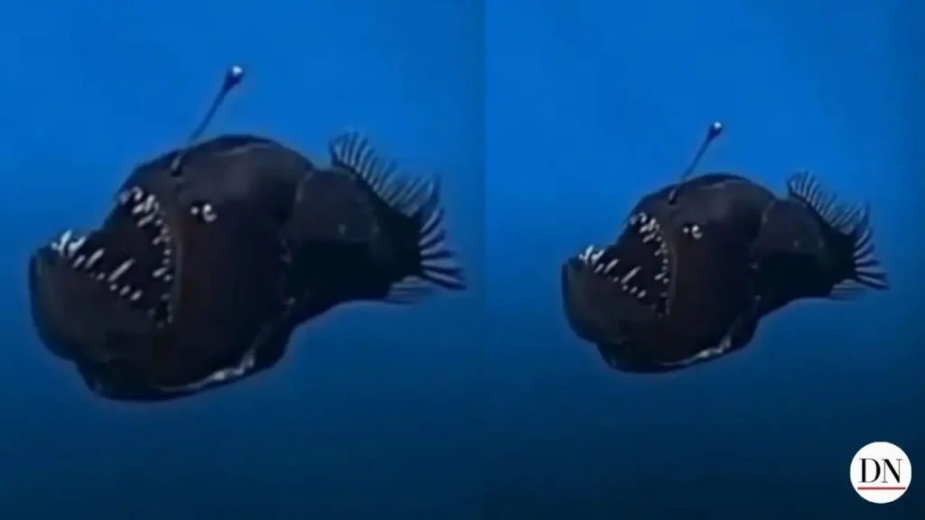 Un pez de las profundidades es avistado cerca de las islas Canarias Una criatura que suele vivir a una profundidad de entre 200 y 2000 metros fue avistada cerca de la costa de Tenerife. Un grupo de científicos la captó en video y anunció que el pez no había sobrevivido.