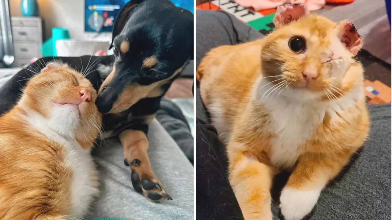 El Gato que fue rescatado logro recuperarse